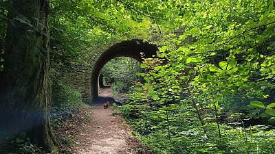 Tajemný les u Znojma *