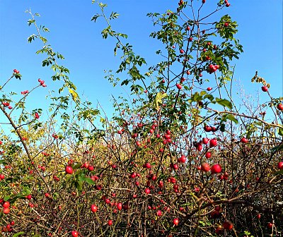 Pod šípkovým keřem.  *