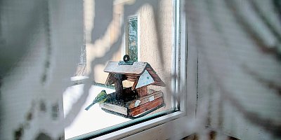 Slunečnici nejradši