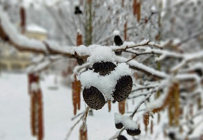Skřítek se sněhovou čepičkou