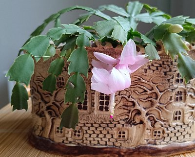 Ještě vykvetl... *