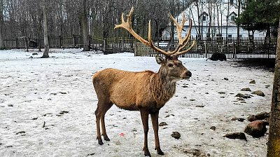 Krasavec ze Mstišova