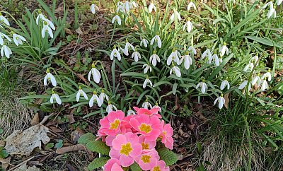 Koukejte na ně, na primule...