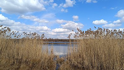 Průhled mokřinou...