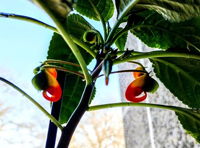 Už nám vykvetla Netýkavka Konžská...neboli papoušek