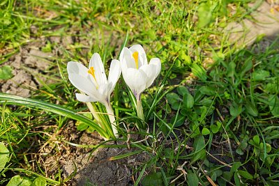 Jarní něha v trávě