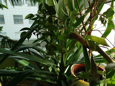 Hádejte , která pokojová rostlina takhle kvete