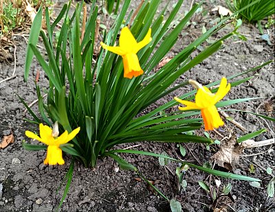 Květina našich zahrádek - narcis