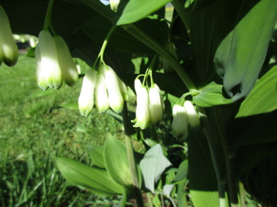 Jaké mám jméno ???