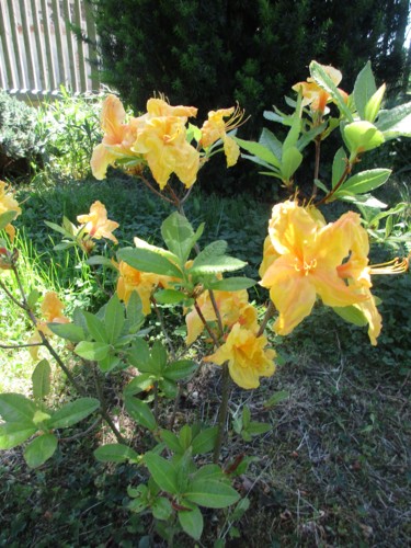 Darovaná z lásky...