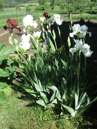 Pro Elen...(nesoutěžní)