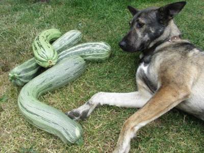 To přece není salám ?!