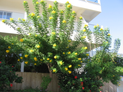 Květy Kypru