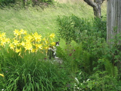 Kočka na návštěvě