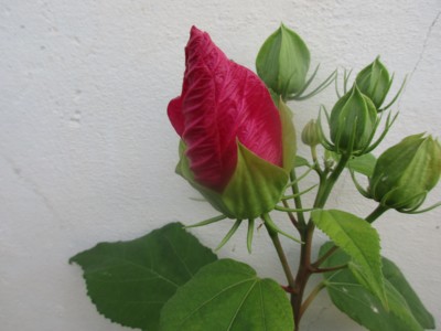 Já, malé poupě.......počkejte zítra