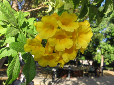 Květy Kypru