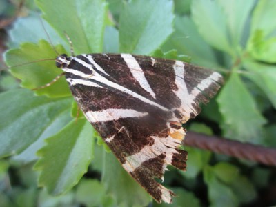 Motýl nebo můra ??