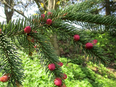 Samčí šištice smrku