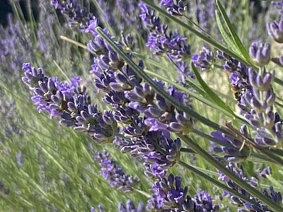 Ty jsi má, levandulová…