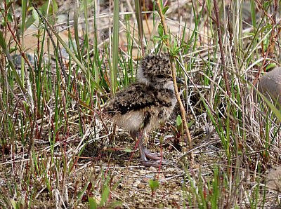 Kuře čejky chocholaté *