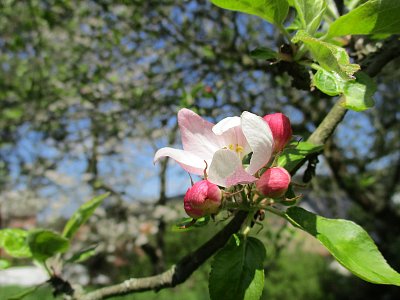 Ty můj kvítku medový ...