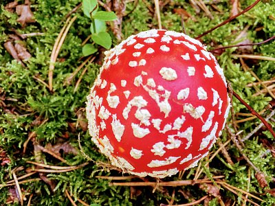Puntíkovaná