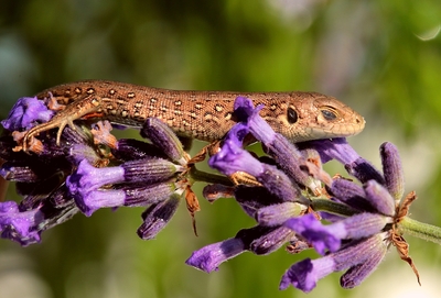 schvaná a nenápadná v levandulce