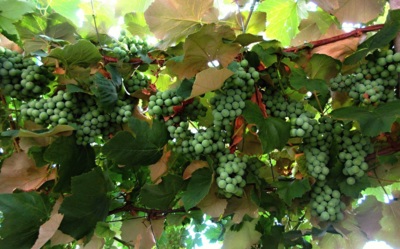 Vínečko bílé ...