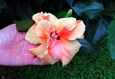 Pro naši Aničku na dlani mám kytičku