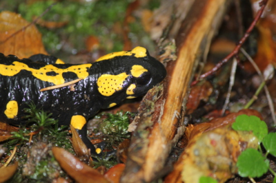 V barvách podzimu...