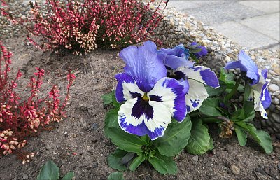 Pes v převleku ....