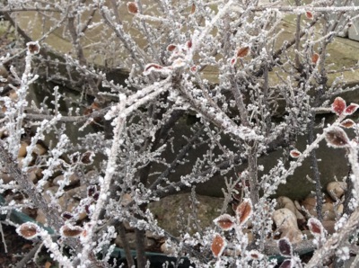 Ledové království