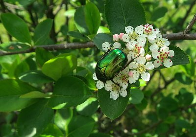 Aronie a zlatohlávek