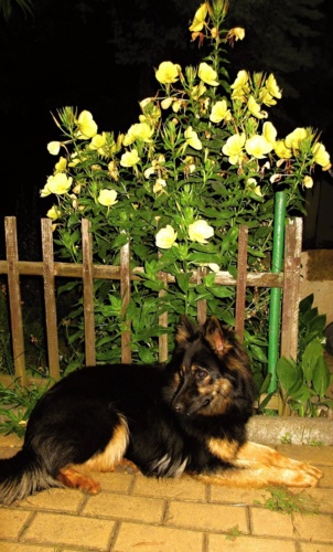 Pupálka ze Strakonic