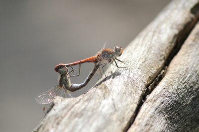 Milostná akrobacie...