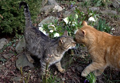 Kamarád od sousedů