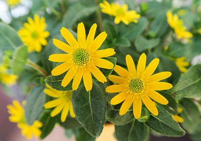 Balkonová sluníčka