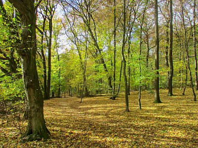 Podzim čaruje, barvičkami maluje