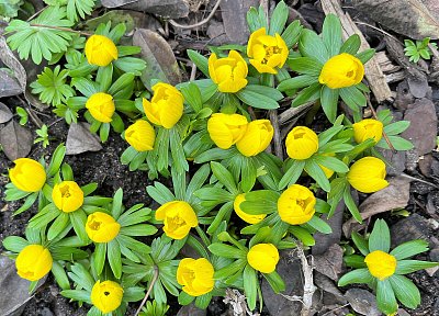 Talovíny přivolávají sluníčko