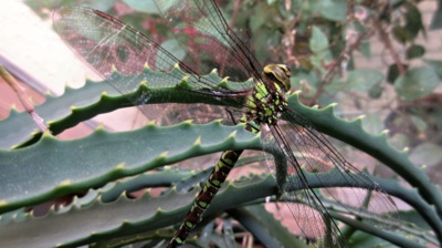 Na verandě šídlo ?