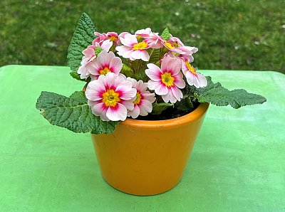 Jaro už je za dveřmi