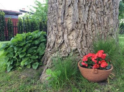 Pod starým ořechem