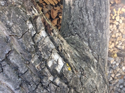 Drevo- zive a naporcovane