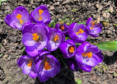 Včeličky se činí