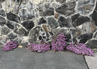 Kvetou u zdi na chodníku
