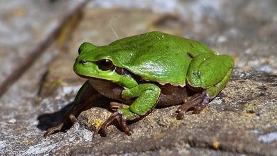 Políbíš-li mne....