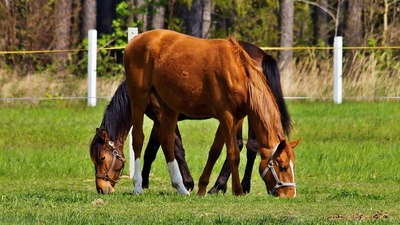 Jeden hot a druhý čehý