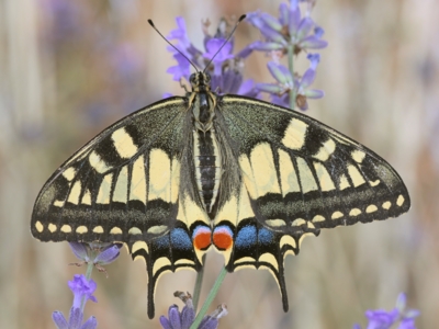 ulovený vzácný kousek