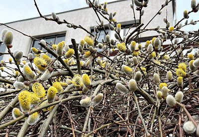 Kočičky a kocouři