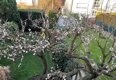 Rozkvetla stará meruňka